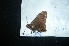  ( - MAL-04814)  @12 [ ] Unspecified (default): All Rights Reserved  Unspecified Unspecified