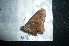  (Typhedanus salas - MAL-04816)  @12 [ ] Unspecified (default): All Rights Reserved  Unspecified Unspecified
