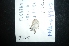  (Leptotes cassius - MAL-04915)  @12 [ ] Unspecified (default): All Rights Reserved  Unspecified Unspecified