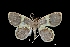  (Opisthoxia sp - MAL-03860)  @14 [ ] Unspecified (default): All Rights Reserved  Unspecified Unspecified