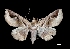 (Massala hieroglyphica - MAL-03567)  @14 [ ] Unspecified (default): All Rights Reserved  Unspecified Unspecified