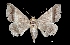  (Ophisma diatomica - MAL-03656)  @14 [ ] Unspecified (default): All Rights Reserved  Unspecified Unspecified