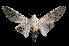  ( - MAL-03620)  @14 [ ] Unspecified (default): All Rights Reserved  Unspecified Unspecified