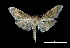  (Diacme sp - MAL-03737)  @13 [ ] Unspecified (default): All Rights Reserved  Unspecified Unspecified
