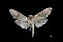  ( - MAL-03737)  @12 [ ] Unspecified (default): All Rights Reserved  Unspecified Unspecified