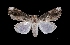  (Dypterygia dolens - MAL-03509)  @15 [ ] Unspecified (default): All Rights Reserved  Unspecified Unspecified
