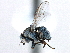  ( - CCDB-21321-D04)  @13 [ ] CreativeCommons - Attribution (2014) CBG Photography Group Centre for Biodiversity Genomics