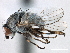  ( - CCDB-21321-D05)  @14 [ ] CreativeCommons - Attribution (2014) CBG Photography Group Centre for Biodiversity Genomics