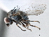  ( - CCDB-21321-D06)  @13 [ ] CreativeCommons - Attribution (2014) CBG Photography Group Centre for Biodiversity Genomics
