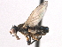 ( - CCDB-21321-G11)  @11 [ ] CreativeCommons - Attribution (2014) CBG Photography Group Centre for Biodiversity Genomics