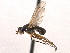  ( - CCDB-21321-H01)  @11 [ ] CreativeCommons - Attribution (2014) CBG Photography Group Centre for Biodiversity Genomics
