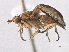  (Limnia loewi - CCDB-21321-H10)  @11 [ ] CreativeCommons - Attribution (2014) CBG Photography Group Centre for Biodiversity Genomics