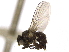  ( - CCDB-21326-B10)  @11 [ ] CreativeCommons - Attribution (2014) CBG Photography Group Centre for Biodiversity Genomics