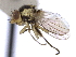  ( - CCDB-21326-D03)  @11 [ ] CreativeCommons - Attribution (2014) CBG Photography Group Centre for Biodiversity Genomics
