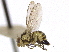  ( - CCDB-21326-D06)  @11 [ ] CreativeCommons - Attribution (2014) CBG Photography Group Centre for Biodiversity Genomics