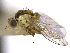  ( - CCDB-21326-F04)  @11 [ ] CreativeCommons - Attribution (2014) CBG Photography Group Centre for Biodiversity Genomics