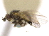  ( - CCDB-21326-F10)  @11 [ ] CreativeCommons - Attribution (2014) CBG Photography Group Centre for Biodiversity Genomics