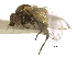  ( - CCDB-21326-G01)  @11 [ ] CreativeCommons - Attribution (2014) CBG Photography Group Centre for Biodiversity Genomics