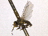  ( - CCDB-21326-G07)  @11 [ ] CreativeCommons - Attribution (2014) CBG Photography Group Centre for Biodiversity Genomics