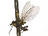  ( - CCDB-21326-G10)  @11 [ ] CreativeCommons - Attribution (2014) CBG Photography Group Centre for Biodiversity Genomics