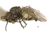  ( - CCDB-21326-H01)  @12 [ ] CreativeCommons - Attribution (2014) CBG Photography Group Centre for Biodiversity Genomics