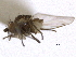  ( - CCDB-21326-H05)  @11 [ ] CreativeCommons - Attribution (2014) CBG Photography Group Centre for Biodiversity Genomics