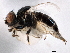  (Malloewia - CCDB-21328-G05)  @15 [ ] CreativeCommons - Attribution (2014) CBG Photography Group Centre for Biodiversity Genomics