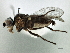  (Diplotoxa diplotoxoides - CCDB-21329-B09)  @15 [ ] CreativeCommons - Attribution (2014) CBG Photography Group Centre for Biodiversity Genomics