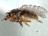  (Pseudopachychaeta - CCDB-21329-D02)  @15 [ ] CreativeCommons - Attribution (2014) CBG Photography Group Centre for Biodiversity Genomics