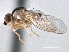  (Thaumatomyia grata - CCDB-21329-D06)  @14 [ ] CreativeCommons - Attribution (2014) CBG Photography Group Centre for Biodiversity Genomics