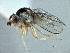  (Thaumatomyia parviceps - CCDB-21329-D09)  @11 [ ] CreativeCommons - Attribution (2014) CBG Photography Group Centre for Biodiversity Genomics