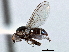  ( - CCDB-21329-D12)  @11 [ ] CreativeCommons - Attribution (2014) CBG Photography Group Centre for Biodiversity Genomics