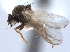  (Cerodontha impercepta - CCDB-21330-A05)  @11 [ ] CreativeCommons - Attribution (2014) CBG Photography Group Centre for Biodiversity Genomics