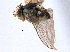  (Liriomyza balcanicoides - CCDB-21330-B07)  @11 [ ] CreativeCommons - Attribution (2014) CBG Photography Group Centre for Biodiversity Genomics