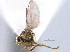 ( - CCDB-21330-B12)  @11 [ ] CreativeCommons - Attribution (2014) CBG Photography Group Centre for Biodiversity Genomics
