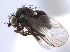  (Liriomyza bifurcata - CCDB-21330-C01)  @11 [ ] CreativeCommons - Attribution (2014) CBG Photography Group Centre for Biodiversity Genomics