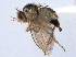  (Liriomyza blechi - CCDB-21330-C07)  @11 [ ] CreativeCommons - Attribution (2014) CBG Photography Group Centre for Biodiversity Genomics