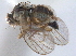  ( - CCDB-21330-C08)  @11 [ ] CreativeCommons - Attribution (2014) CBG Photography Group Centre for Biodiversity Genomics