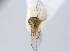  ( - CCDB-21330-C11)  @11 [ ] CreativeCommons - Attribution (2014) CBG Photography Group Centre for Biodiversity Genomics