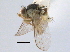  (Liriomyza congesta - CCDB-21330-C12)  @11 [ ] CreativeCommons - Attribution (2014) CBG Photography Group Centre for Biodiversity Genomics