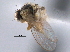  ( - CCDB-21330-D02)  @11 [ ] CreativeCommons - Attribution (2014) CBG Photography Group Centre for Biodiversity Genomics
