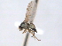  (Liriomyza cordillerana - CCDB-21330-D07)  @11 [ ] CreativeCommons - Attribution (2014) CBG Photography Group Centre for Biodiversity Genomics