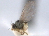 (Liriomyza lathyri - CCDB-21330-D09)  @11 [ ] CreativeCommons - Attribution (2014) CBG Photography Group Centre for Biodiversity Genomics