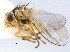  (Liriomyza lima - CCDB-21330-E06)  @15 [ ] CreativeCommons - Attribution (2014) CBG Photography Group Centre for Biodiversity Genomics