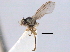  (Liriomyza montana - CCDB-21330-E07)  @11 [ ] CreativeCommons - Attribution (2014) CBG Photography Group Centre for Biodiversity Genomics