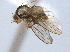  (Liriomyza montana - CCDB-21330-E11)  @11 [ ] CreativeCommons - Attribution (2014) CBG Photography Group Centre for Biodiversity Genomics