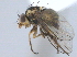  (Liriomyza minor - CCDB-21330-E12)  @11 [ ] CreativeCommons - Attribution (2014) CBG Photography Group Centre for Biodiversity Genomics