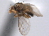  ( - CCDB-21330-F01)  @11 [ ] CreativeCommons - Attribution (2014) CBG Photography Group Centre for Biodiversity Genomics