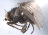  ( - CCDB-21330-F02)  @11 [ ] CreativeCommons - Attribution (2014) CBG Photography Group Centre for Biodiversity Genomics