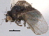 (Liriomyza nigra - CCDB-21330-F04)  @11 [ ] CreativeCommons - Attribution (2014) CBG Photography Group Centre for Biodiversity Genomics
